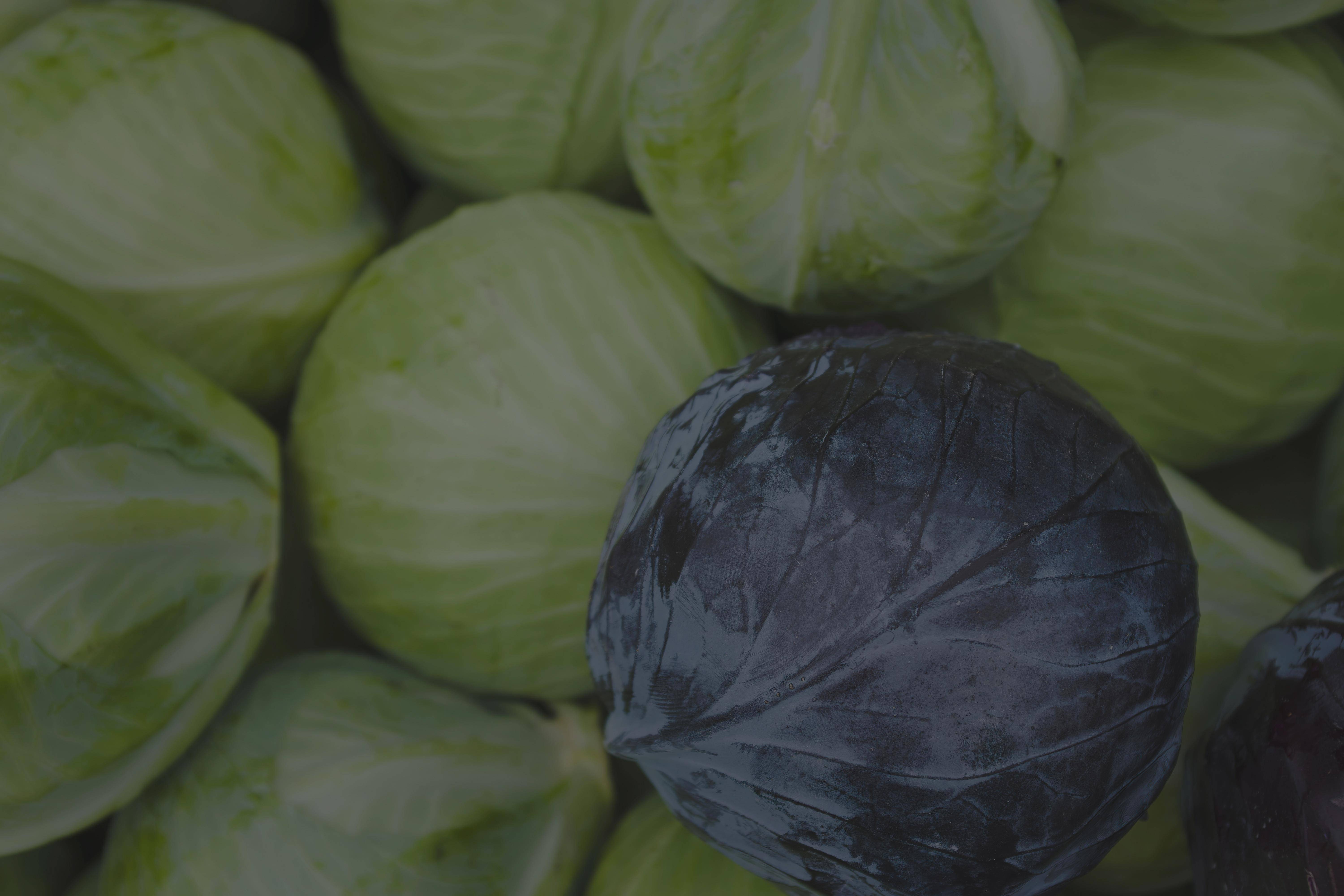 Types of Cabbage: From crunchy slaws to hearty mains