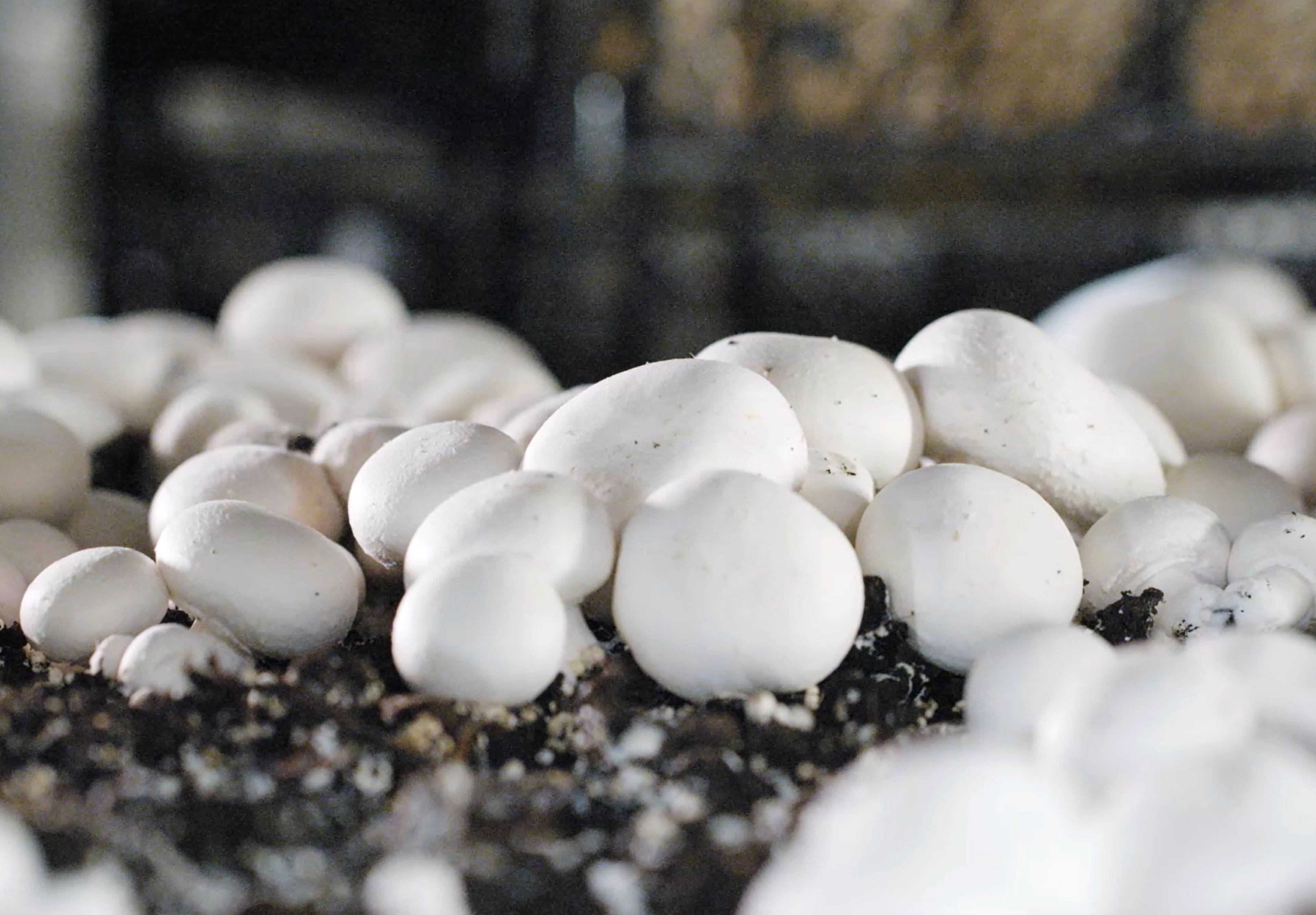 Comment poussent vos champignons ?