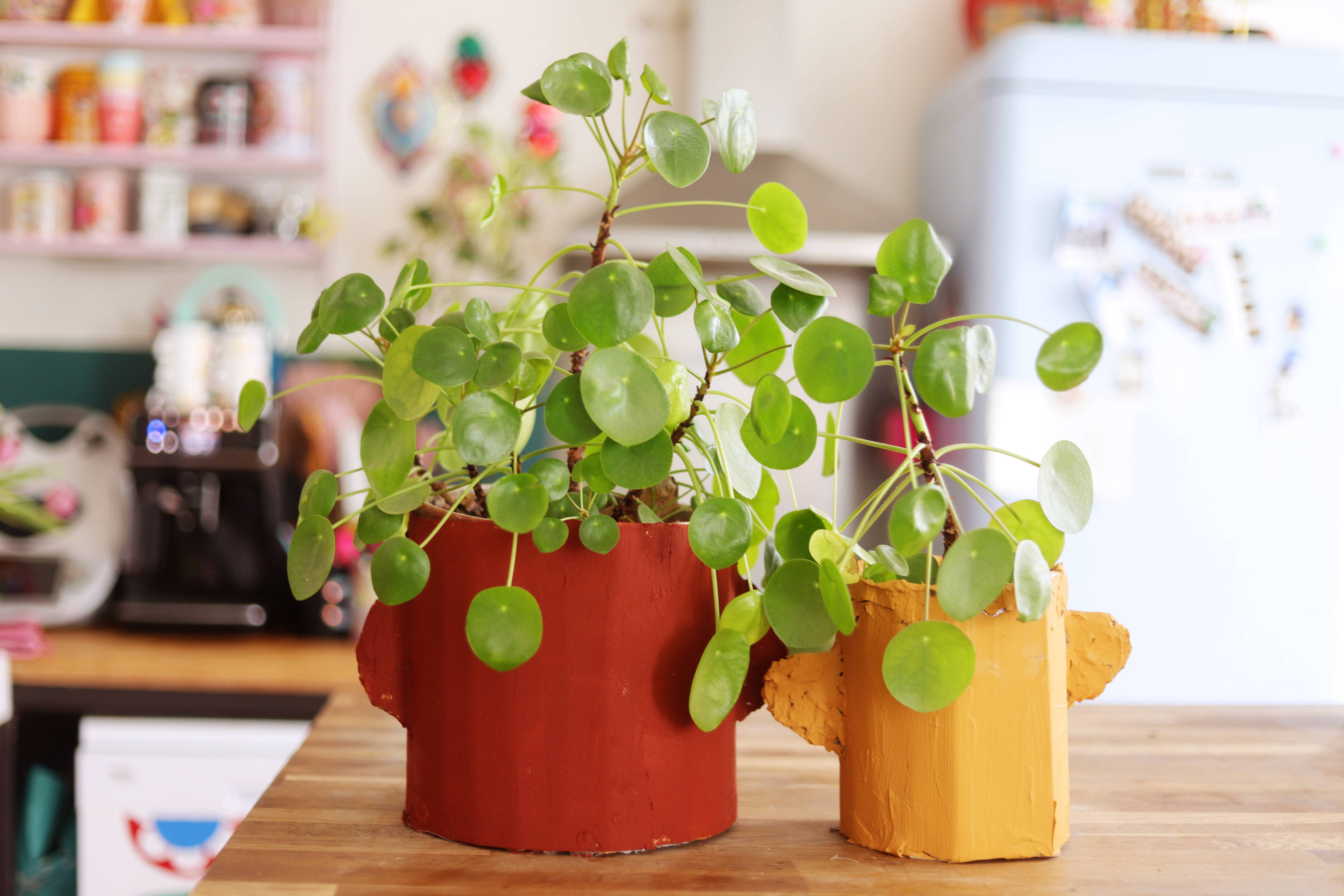 Un nouveau cache-pot pour vos plantes !