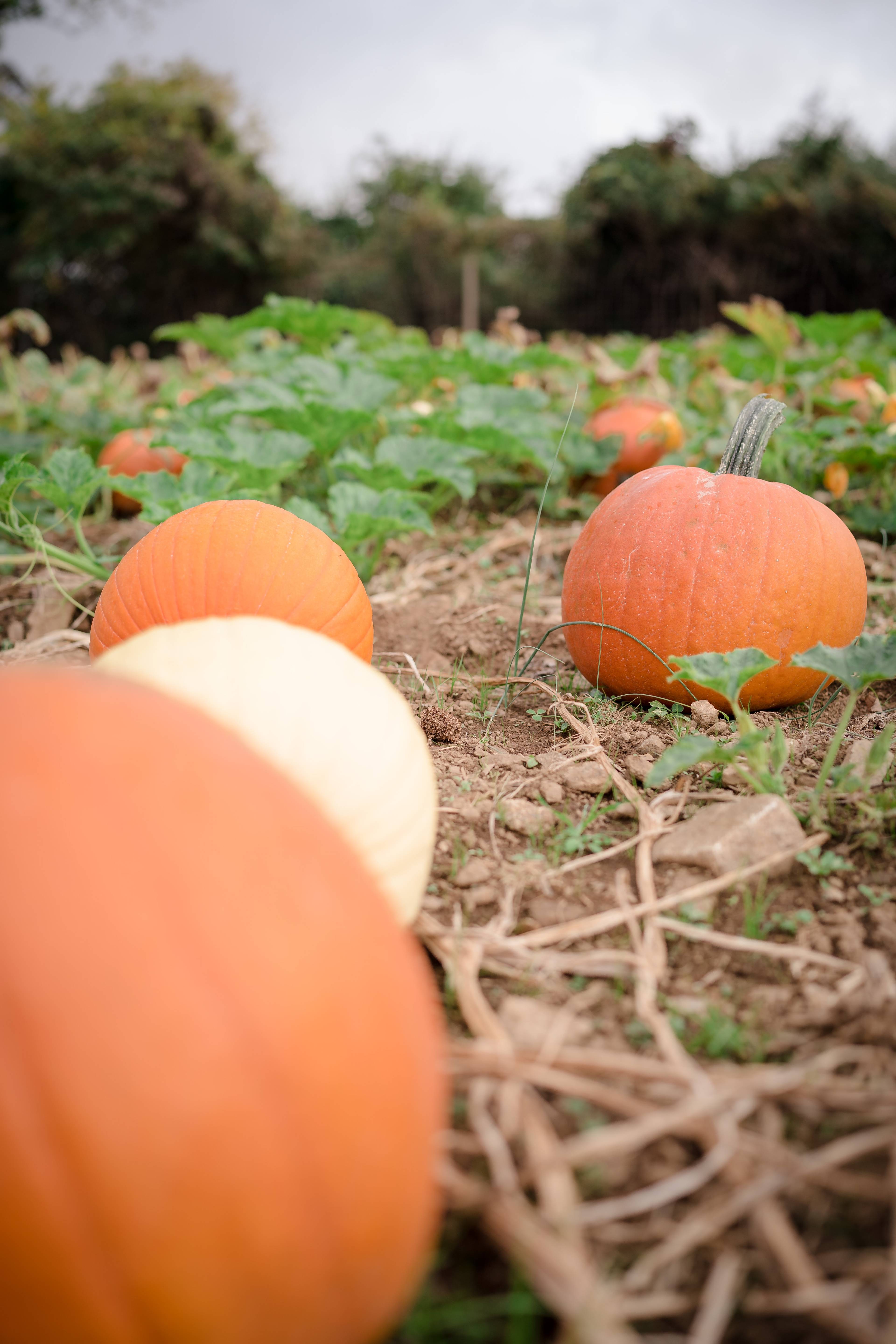 Free Pumpkin Picking Sites In The UK