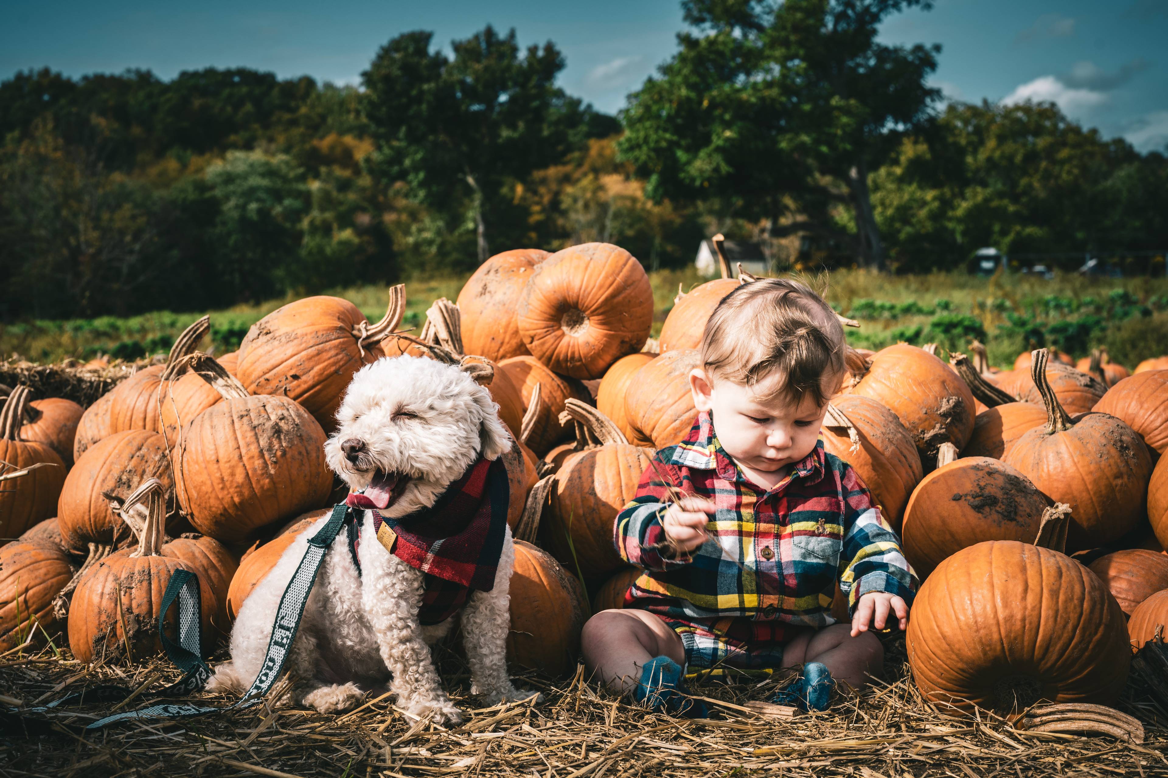 Dog-Friendly Pumpkin Picking Sites In The UK