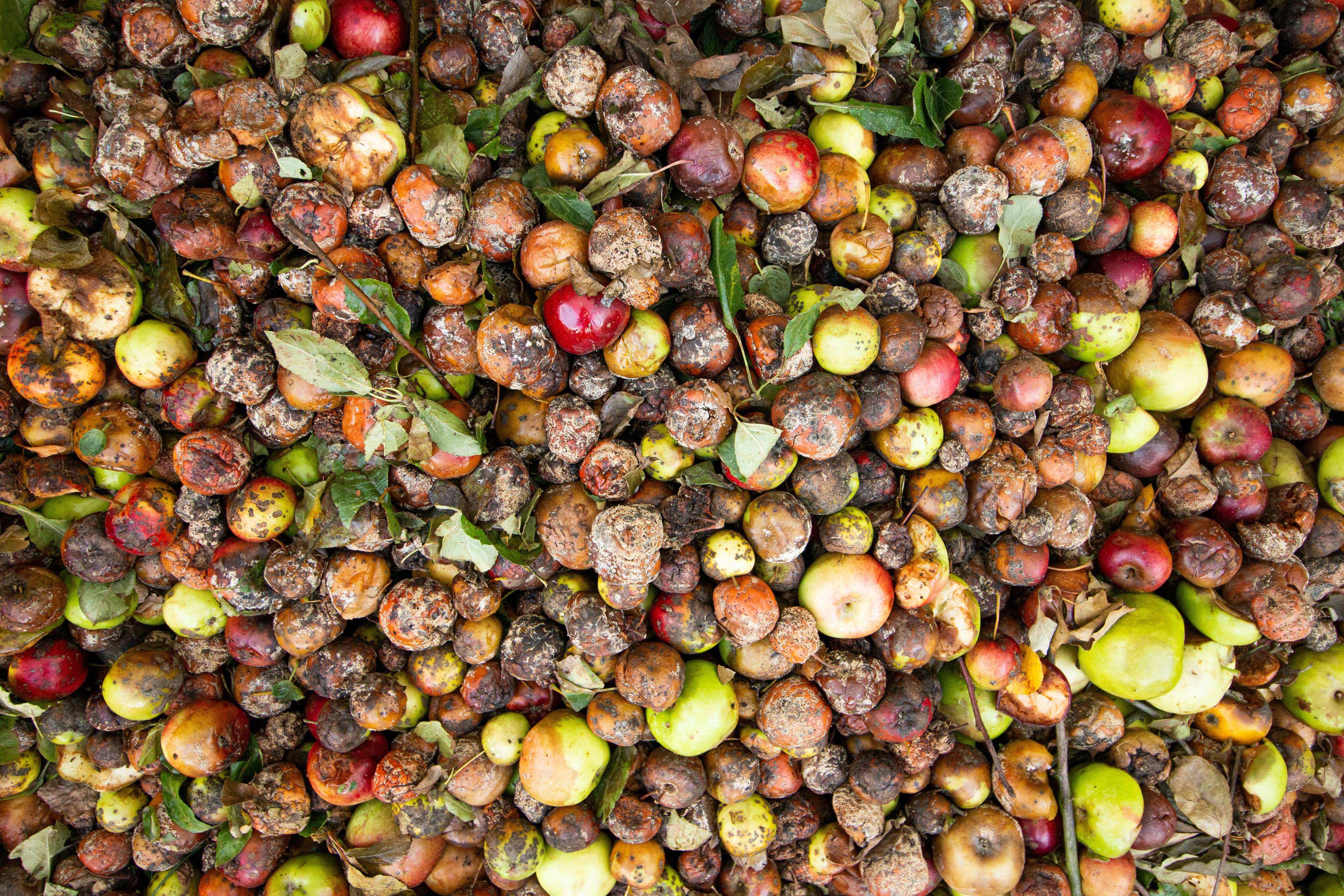 <h2>What Happens To Food Waste?</h2>