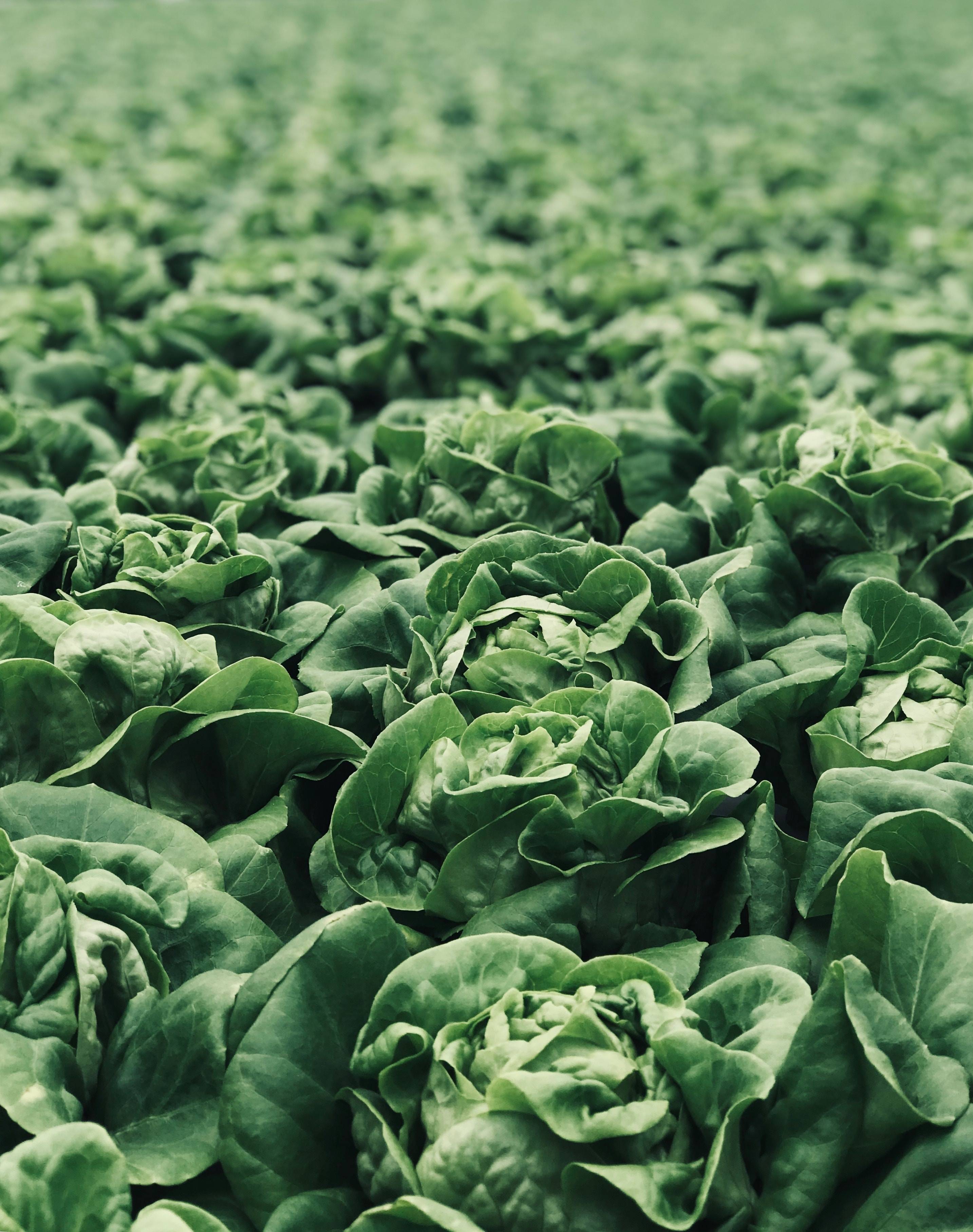 <h2>How to Grow Vegetables at Home</h2>