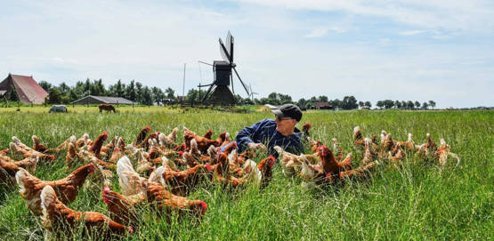 Des poules au grand air