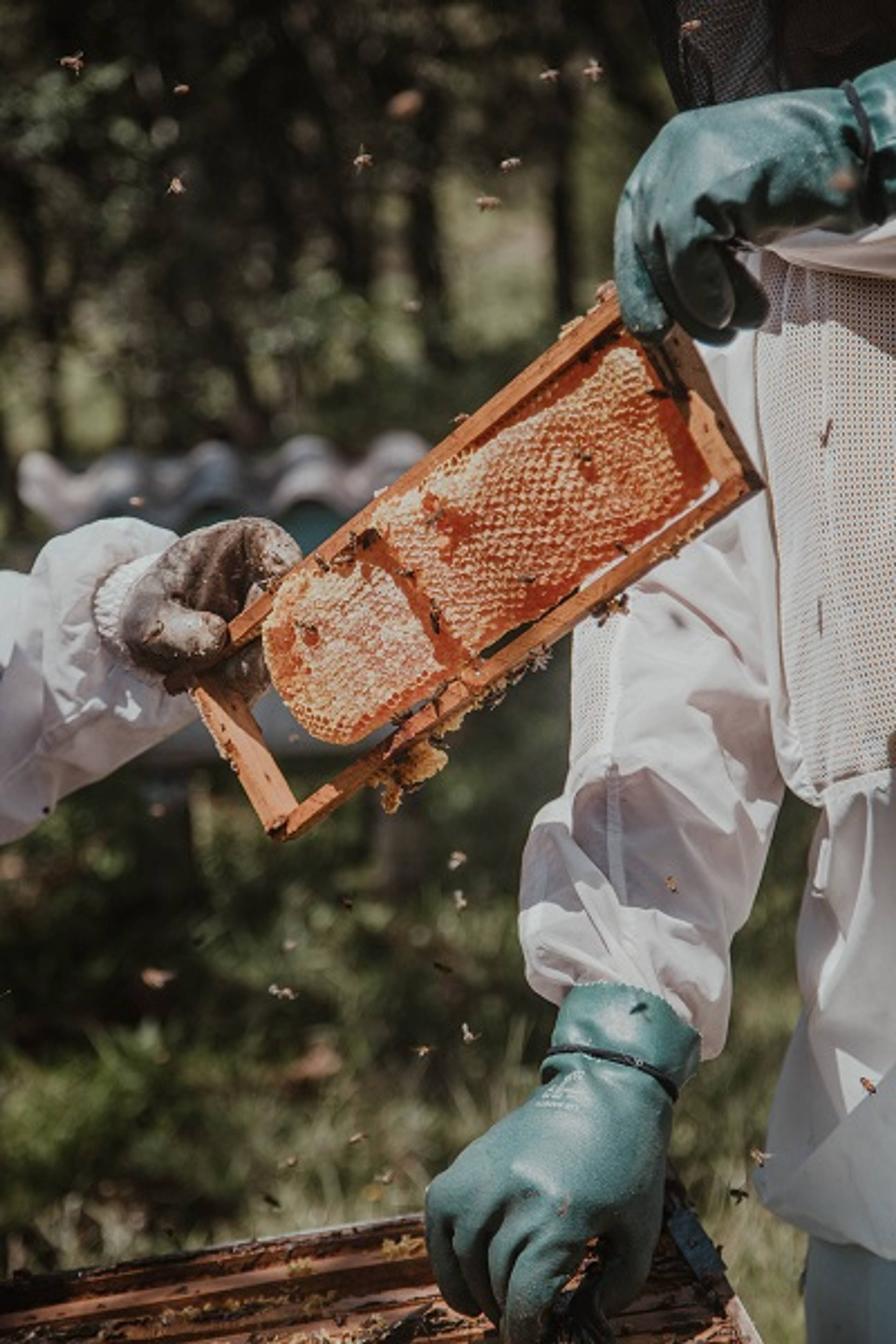 How Long Does Honey Last?