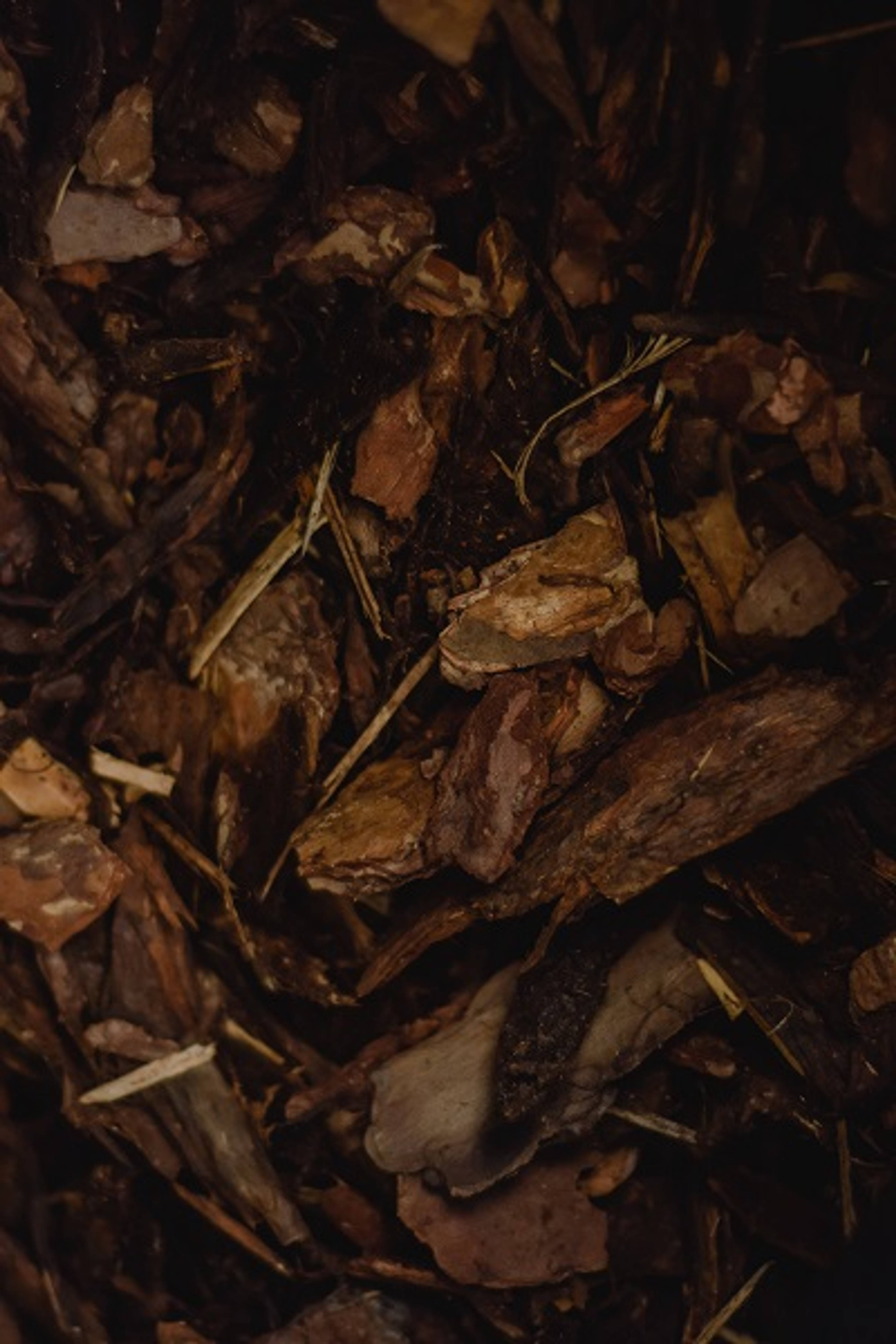 Best Types of Wood for Smoking