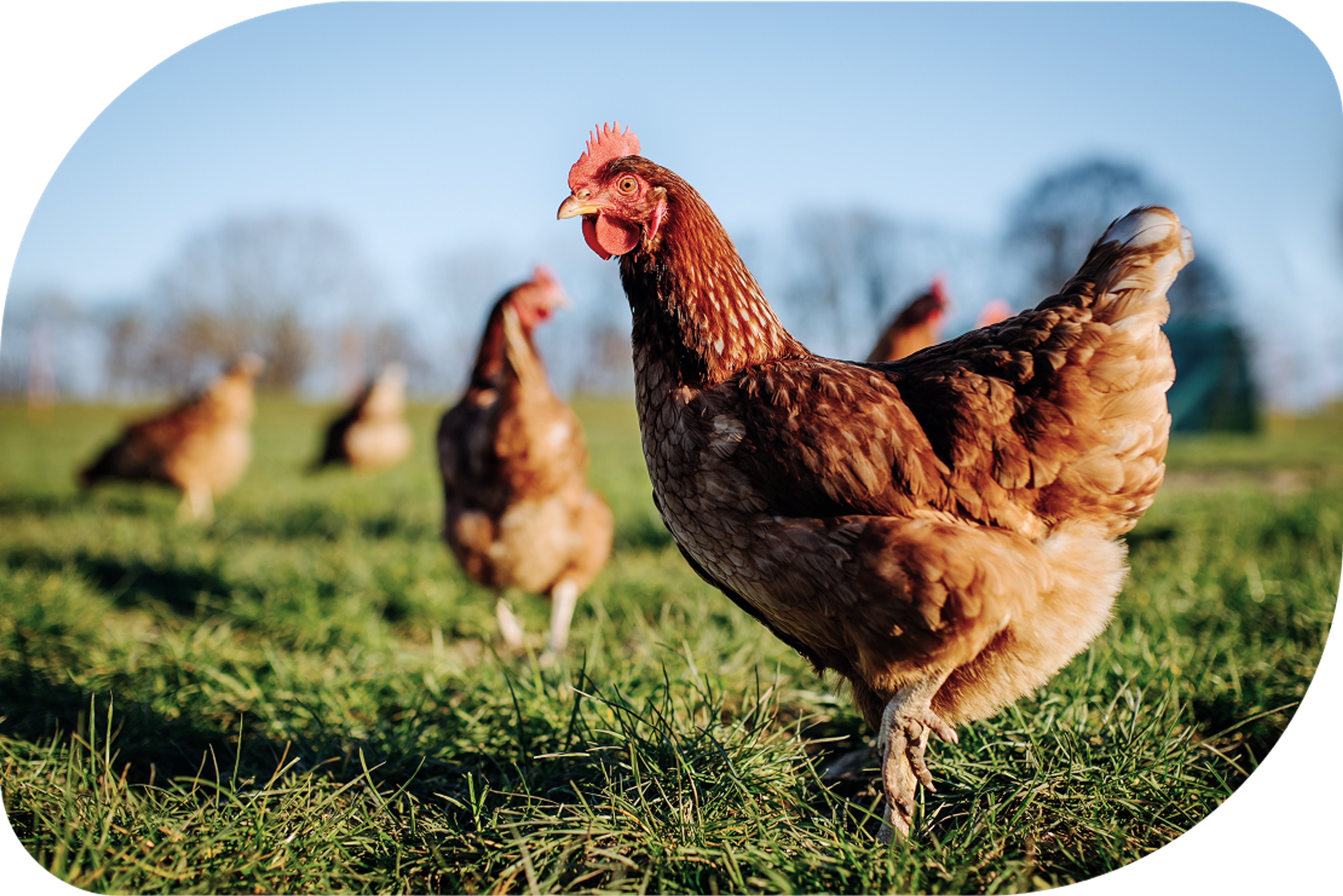 Our Animal Welfare Policies