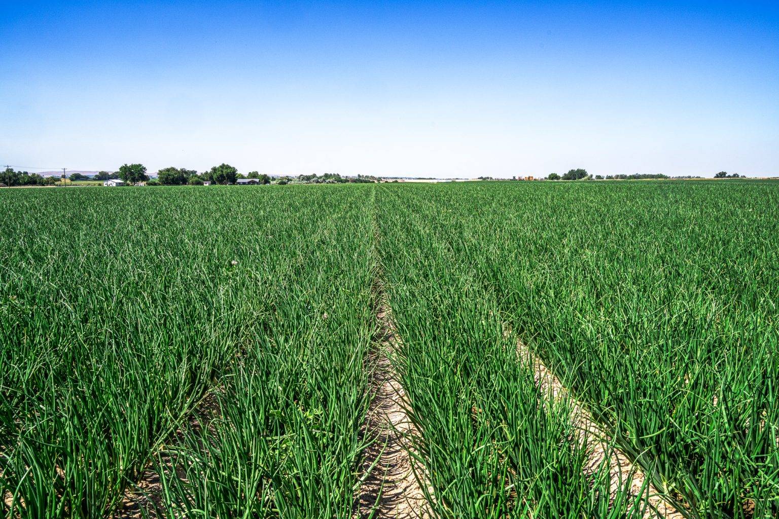 highlighted-content-image